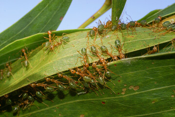 In teamwork Green Tree Ants (Oecophylla smaragdina) are building a nest by pulling leaves together, Northern Territory, Australia