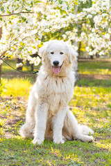 Maremma Abruzzese Sheepdog sits in the park against a background of blooming flowers.