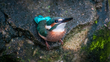 Indian Common kingfisher