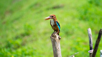 White-throated kingfisher