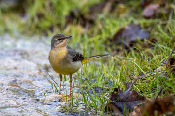 Gebirgsstelze (Motacilla cinerea)