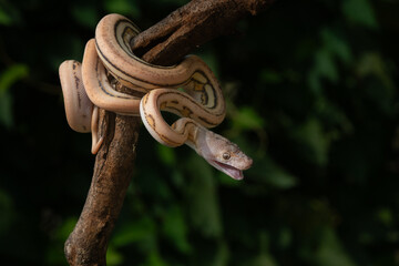 angry baby reticulated python on a branch with natural bokeh background