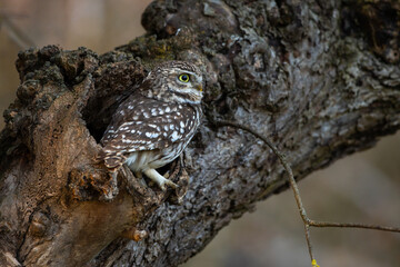 Steinkauz (Athene noctua)