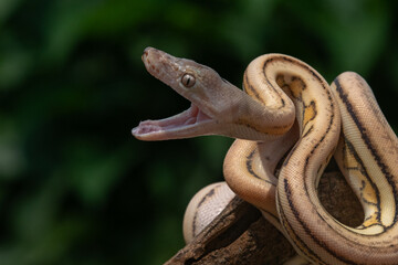 angry baby reticulated python on a branch with natural bokeh background