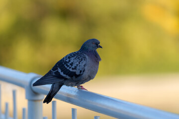 portrait of a gray pigeon on the railing