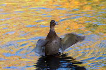 duck in the water