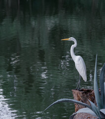 heron standing on a log next to a lake looking out into the water