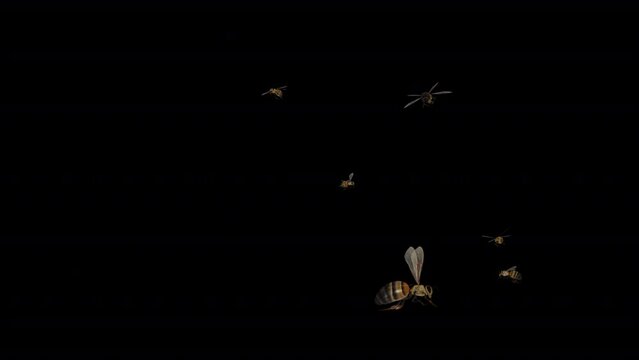 Honey Bee Swarm - Flying Around Screen - 3D Animation Loop - Realistic 3D animation isolated on transparent background with alpha channel

