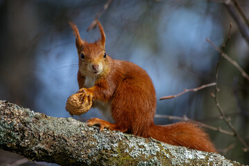Eichhörnchen (Sciurus vulgaris)