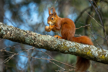 Eichhörnchen (Sciurus vulgaris) © Rolf Müller