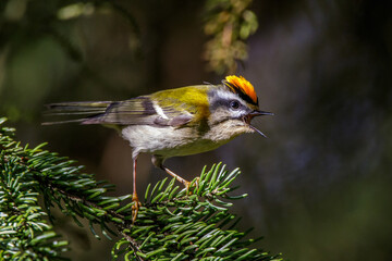 Sommergoldhähnchen (Regulus ignicapillus)