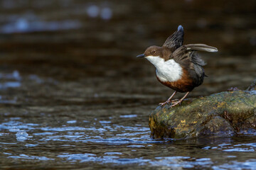 Wasseramsel (Cinclus cinclus)