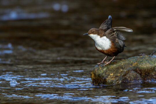 Wasseramsel (Cinclus cinclus)