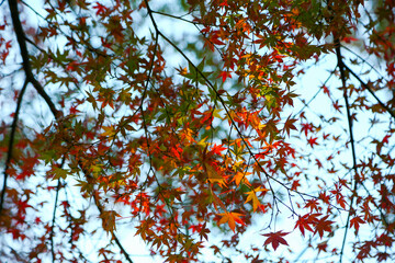 The calm and beautiful atmosphere of Kamagaya, Chiba Prefecture, Japan. The city has beautiful changing leaves and you can see Mount Fuji.
