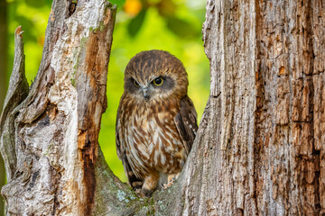 Falco sparrow (Falco sparverius) is the only representative of the American continent. In North America, the most common Falco representative is. AMERICAN KESTREL