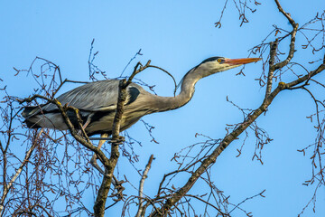 Graureiher (Ardea cinerea) holt Nistmaterial
