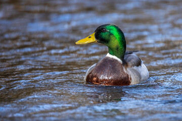 Stockente (Anas platyrhynchos) Männchen
