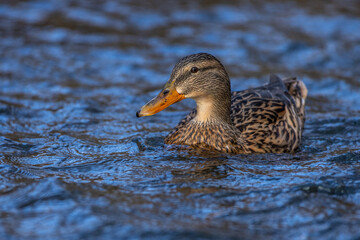 Stockente (Anas platyrhynchos) Weibchen