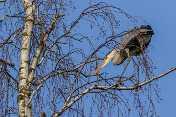 Graureiher (Ardea cinerea) holt Nistmaterial