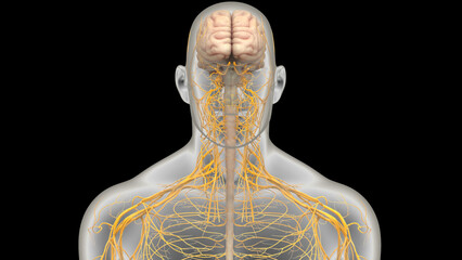 Central Organ of Human Nervous System Brain Anatomy