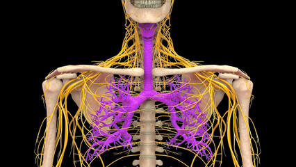 Human Respiratory System Lungs Anatomy