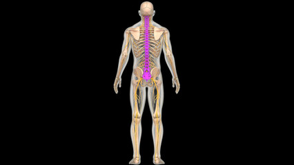 Spinal Cord Vertebral Column of Human Skeleton System Anatomy