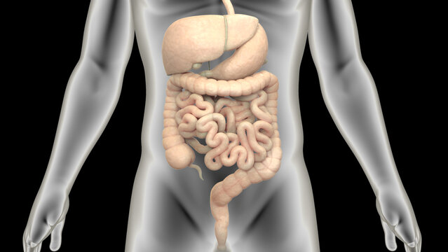 Human Digestive System Anatomy