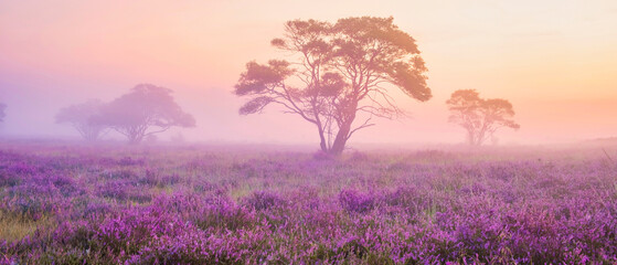 Zuiderheide National park Veluwe, purple pink heather in bloom, blooming heater on the Veluwe