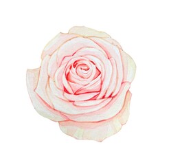 Delicate pink rose, watercolor illustration