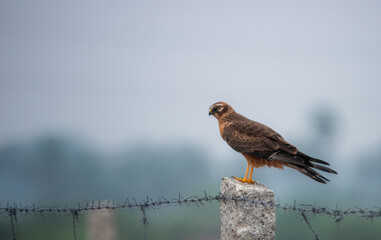 Montagu's harrier Birds (Female)
