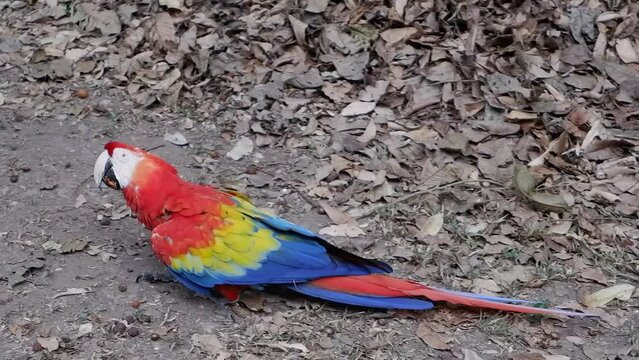 Scarlet Macaw parrot walks along forest ground piled with dry leaves