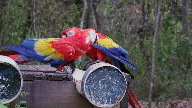 Two Scarlet Macaw parrots eat at feeder at jungle wildlife rescue