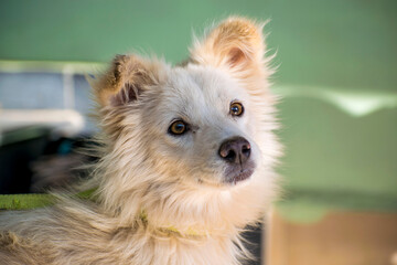 portrait of a white dog
