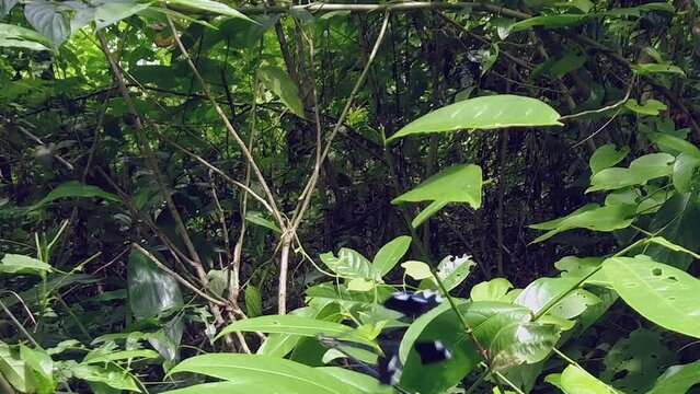 Giant blue wing damselfly flutters in warm tropical jungle of Honduras