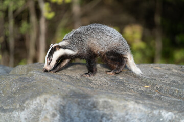The badger (Meles meles) is a carnivore that inhabits all of Europe except northern Scandinavia, © vaclav
