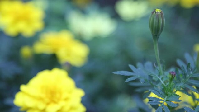 きれいに咲いたマリーゴールドの花