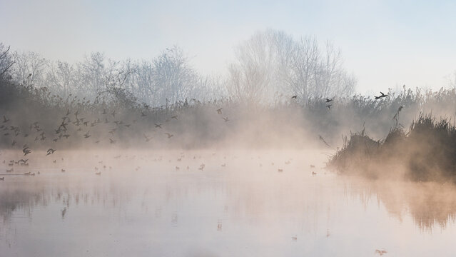 nebbia all'alba nel parco del Ticino