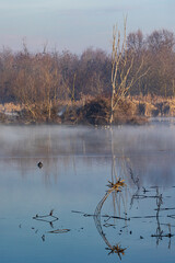 vasche di fitodepurazione nel parco del Ticino