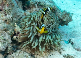 Undersea shot of Clark's anemonefish (Amphiprion clarkii) hiding among an anemone