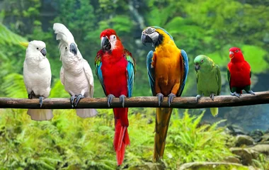 Foto op Plexiglas Group of birds on tree branch © razihusin