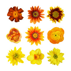 Set of different brown, orange and yellow flowers isolated on white or transparent background. Top view.