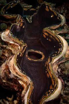 Giant cocked hat (Tridacna gigas) swimming in a tropical coral reef underwater