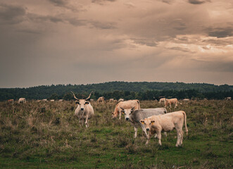 Obraz premium cows in the field looking at the camera
