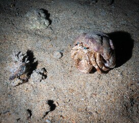 Close-up of a hermit crab with bright blue eyes in the shallow depths of the sea