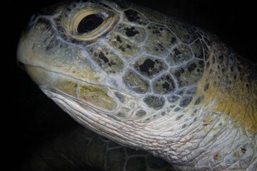 Close-up of a turtle illuminated by a soft light