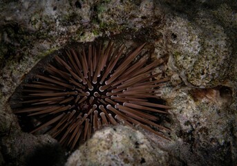Burrowing urchin (Echinometra mathaei) on a rocky seabed in its natural habitat