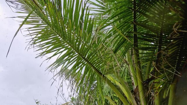 Tropical rain, typhoon wind, water drops on a palm tree