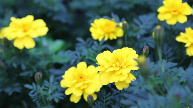 きれいに咲いたマリーゴールドの花