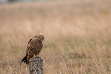 Black Kite