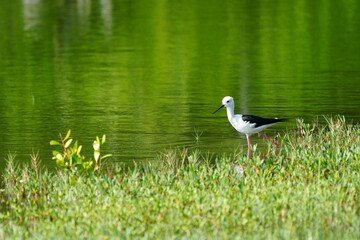 Candles are walking around looking for shellfish and fish in the water.